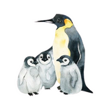 Pinguïn Zeehond Pool Dieren Strijk Applicatie