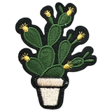 Cactus In Pot Met Vruchten
