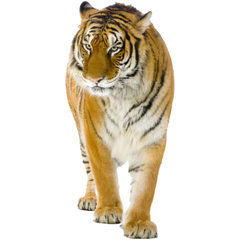 Tijger Indische Strijk Applicatie XL